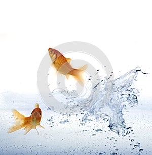 Goldfish leaping out of the water.