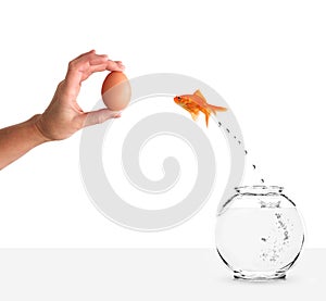 Goldfish leaping towards hand with egg bait