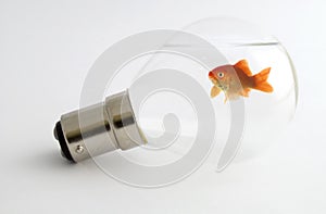 Goldfish in light bulb