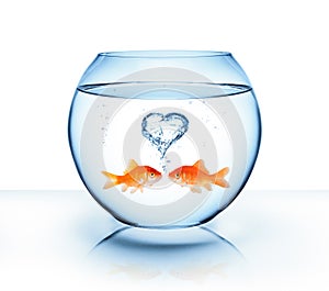 Goldfish in love