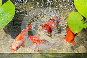 Goldfish In Natural Pond