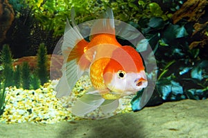 Goldfish Oranda