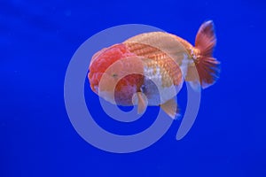 Goldfish oranda