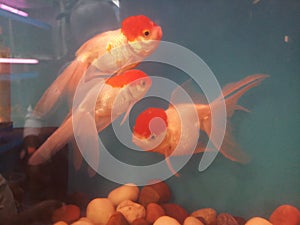 Goldfish oranda in a pet store