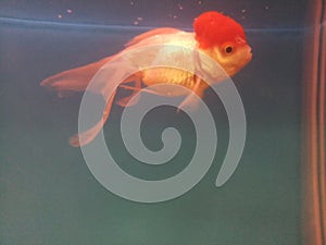 Goldfish oranda in a pet store