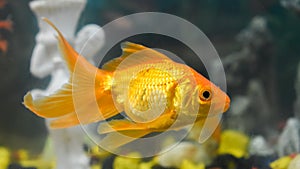 Goldfish an ornamental fish inside the glass aquarium tank.