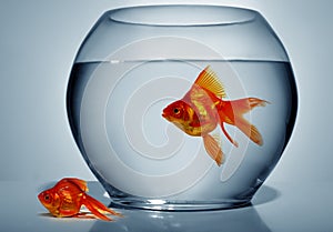 Goldfish outside of water