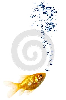Goldfish pair