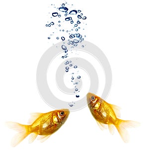 Goldfish pair