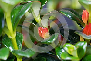 Goldfish plant flower, Nematanthus gregarious