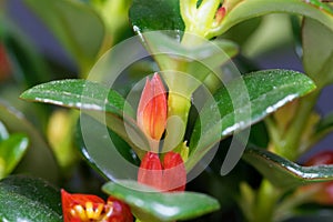 Goldfish plant flower, Nematanthus gregarious