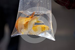 Goldfish in a plastic bag