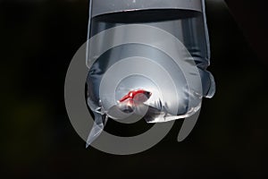 Goldfish in a plastic bag. Fish from the pet store.