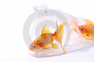 Goldfish in plastic bag staring at camera isolated on white background