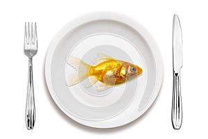 Goldfish on a plate