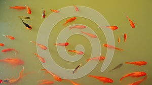 Goldfish in a Pond