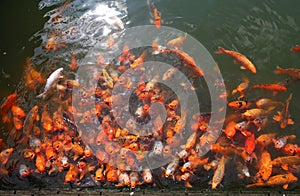 Goldfish pond in China