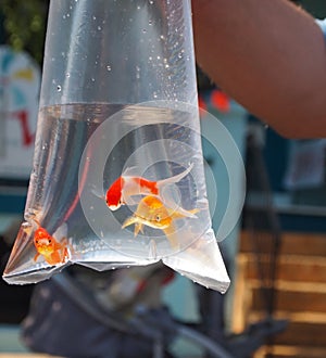 Goldfish Prize In Bag