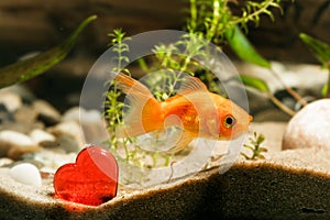 Goldfish and red heart
