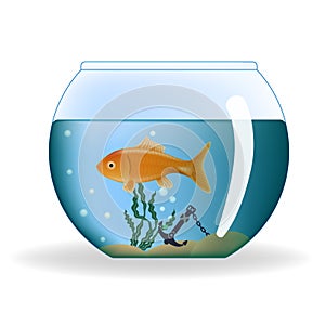 Goldfish in round aquarium