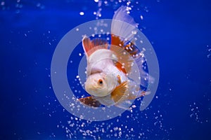 Goldfish Ryukin