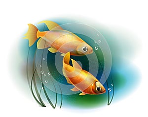 Goldfish in the sea