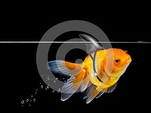 Goldfish with shark fin swimming on black background ,Gold fish swim with floating bubbles,Decorative aquarium fish,Gold fish Isol
