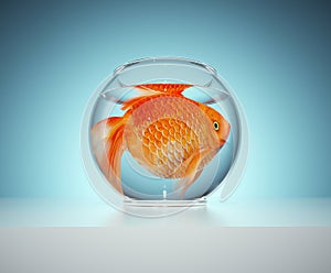 A goldfish in a small bowl. The concept of captivity