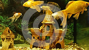 Goldfish swim in an aquarium with castle. Aquarium fish relax concept