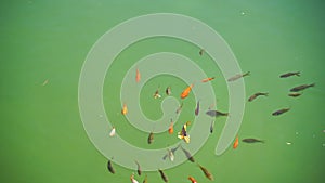 Goldfish swim in the pond, slow motion video. The koi group, or jinli, or nishikigoi, or brocade cyprinids. View from