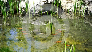 Goldfish swim in the pond, slow motion video. The koi group, or jinli, or nishikigoi, or brocade cyprinids. View from