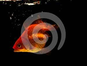 Goldfish swimming with bubbles on a black background
