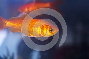 Goldfish swimming in fish tank