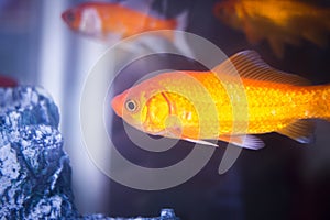 Goldfish swimming in fish tank