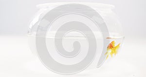 Goldfish swimming in fish tank