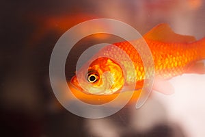 Goldfish swimming in fish tank