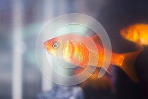 Goldfish swimming in fish tank