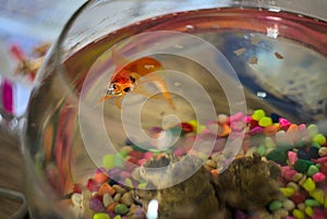 Goldfish swimming in glass bowl with colorful pebbles, opens mouth while eating. Fish food floats on water surface