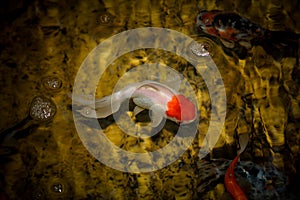 Goldfish Swimming in pond