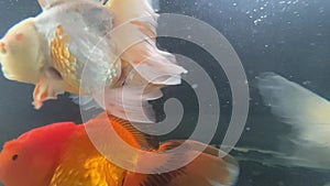 Goldfish swimming in water, fish in tank