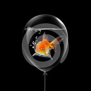 Goldfish swimming in water illustration concept inside balloon on black background. Flying balloon copy space idea with gold