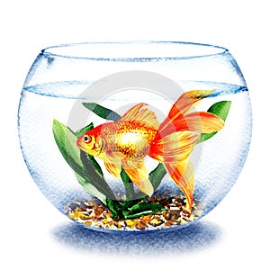 Goldfish swimming in the water in transparent round glass bowl, fish in aquarium, comfort zone concept, hand drawn