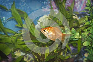 A goldfish swims among the algae in the aquarium