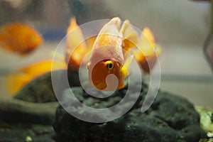 Goldfish swims in an aquarium