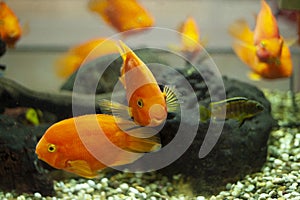 Goldfish swims in a huge aquarium
