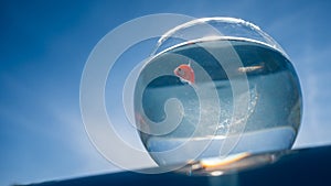 A goldfish swims in a round aquarium against a blue sky.