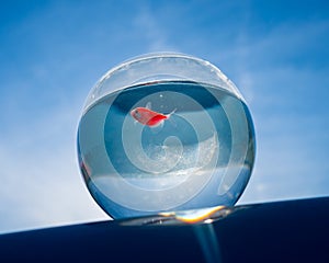 A goldfish swims in a round aquarium against a blue sky.