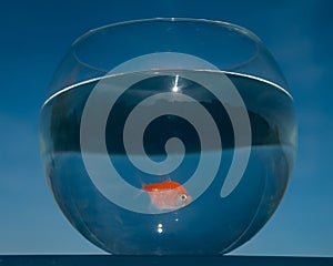 A goldfish swims in a round aquarium against a blue sky.