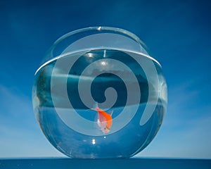 A goldfish swims in a round aquarium against a blue sky.