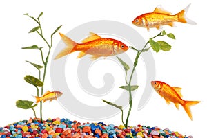 Goldfish Tank photo